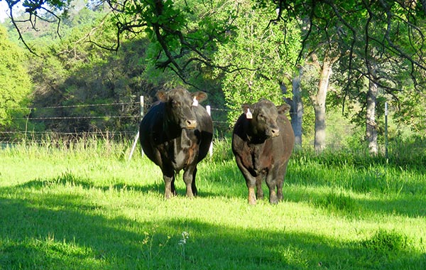 Bruin 1023 Blackbird 8616 at 11 years old with her natural calf
