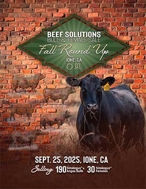 2025 Sale Book Cover